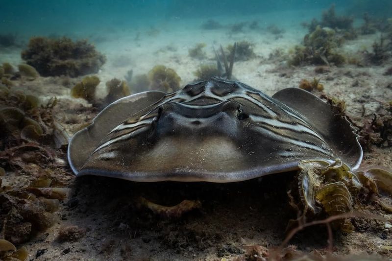 Fiddler Ray