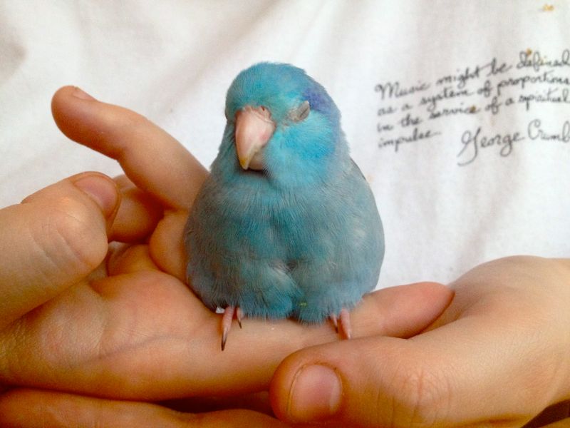 Parrotlet