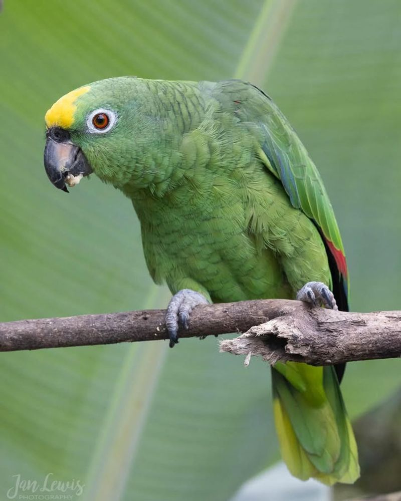 Amazon Parrot