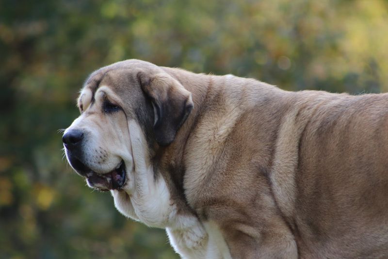 Spanish Mastiff