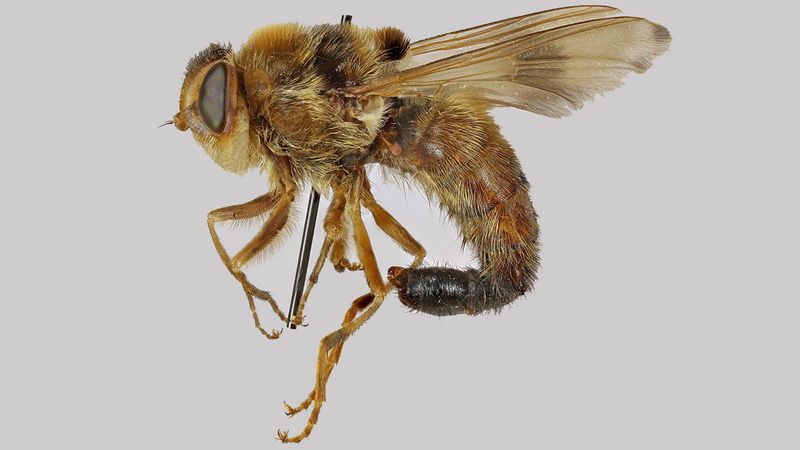 Botfly