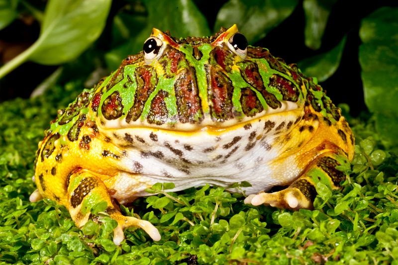 Ornate Horned Frog