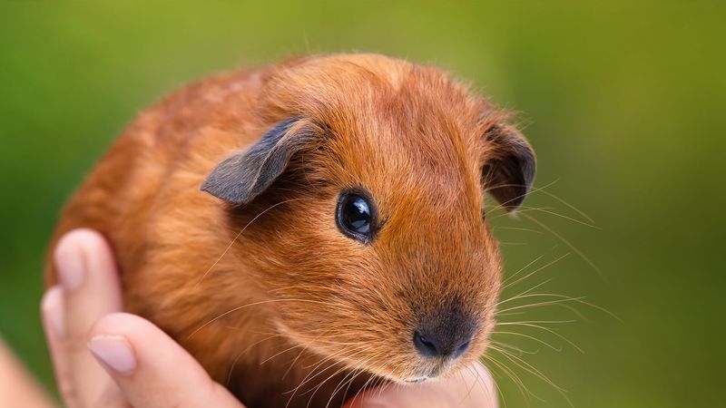 Guinea Pig