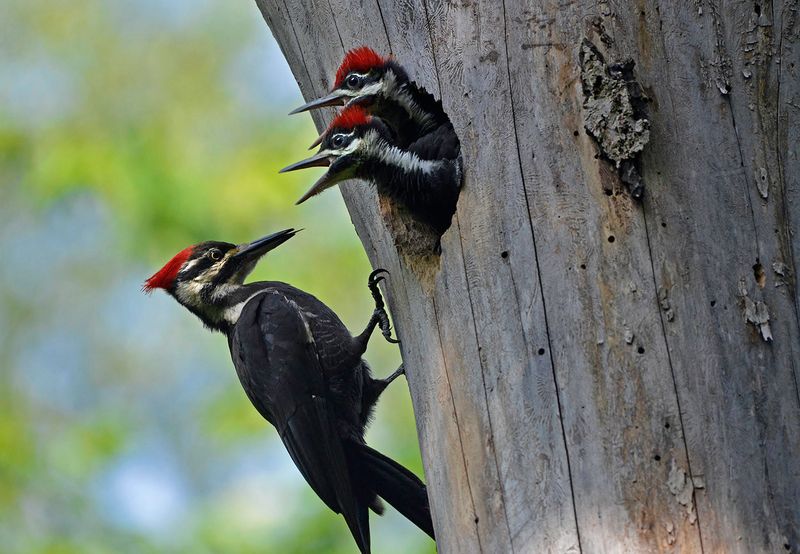 Pileated Woodpecker