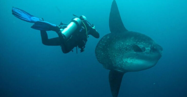 Fishermen Discover A Fish As Big As A Chevy Suburban