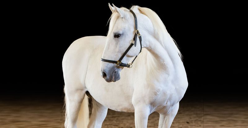 Lipizzaner