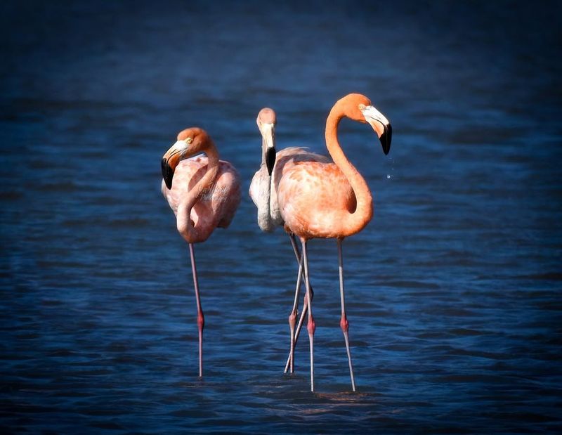Flamingo