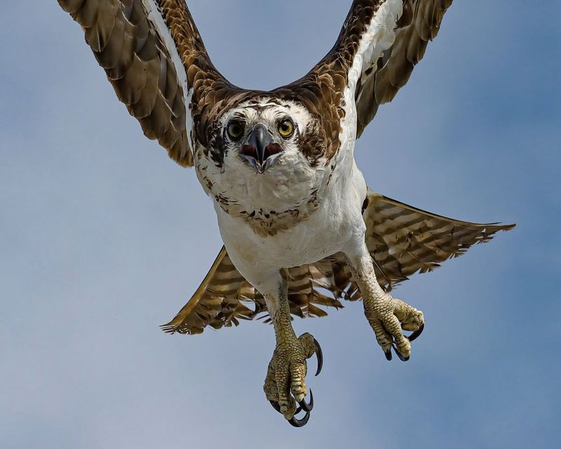 Osprey