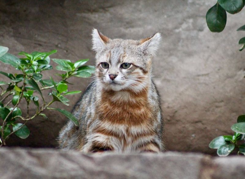 Pampas Cat