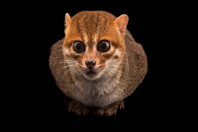 Flat-Headed Cat