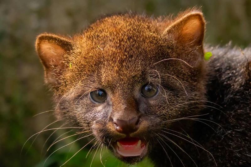 Jaguarundi