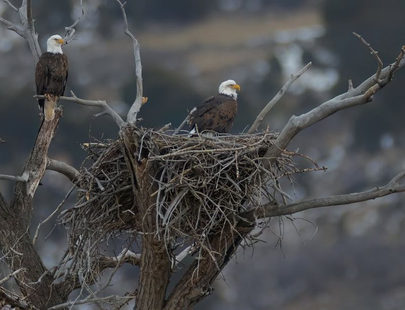 Eagle Nesting Challenges