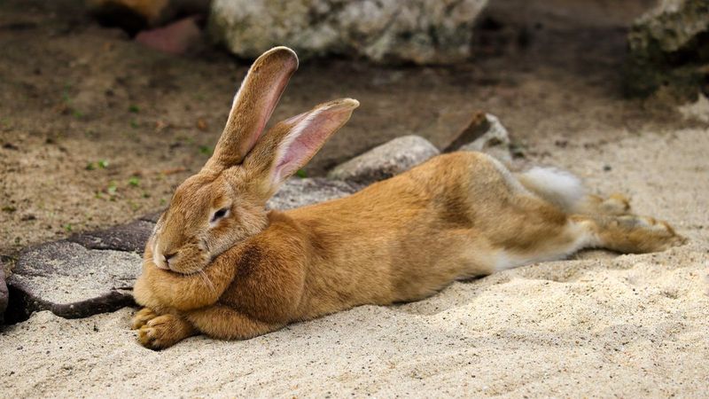 Flemish Giant