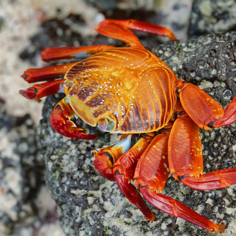 Sally Lightfoot Crab