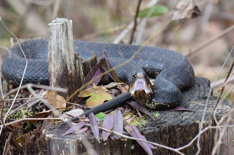 Louisiana