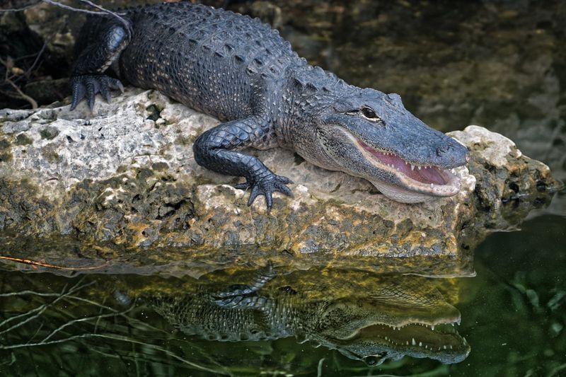 Florida