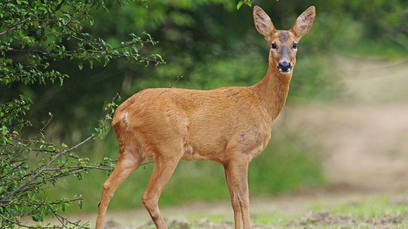 Georgia - White-tailed Deer