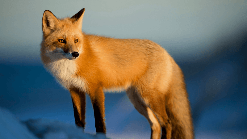 Maine - Red Fox