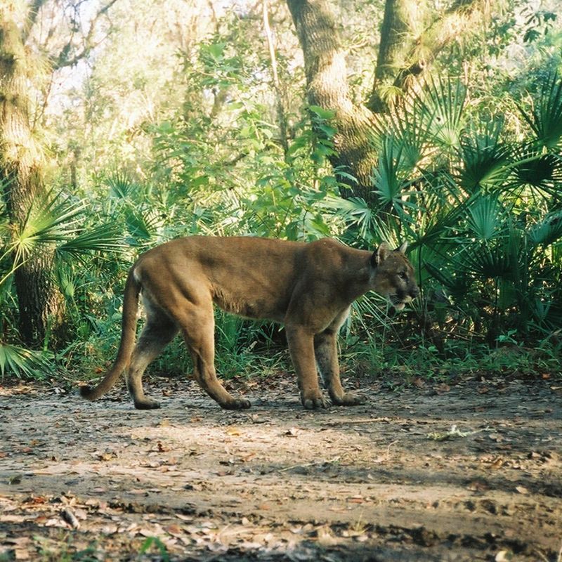 Florida Panther