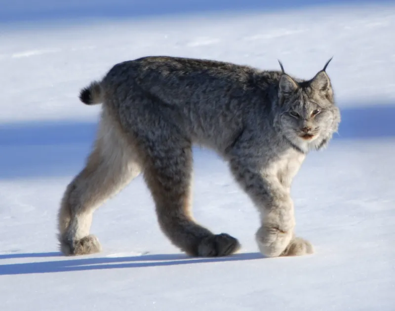 The Canadian Lynx Conservation 