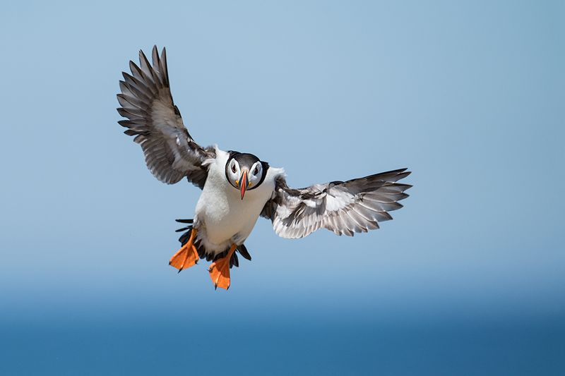 Fly Fast