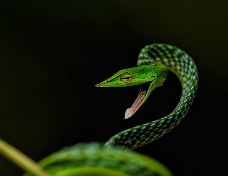 Long-Nosed Vine Snake