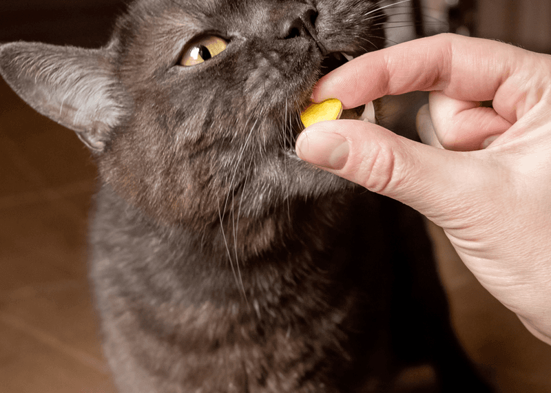 Cat Treats