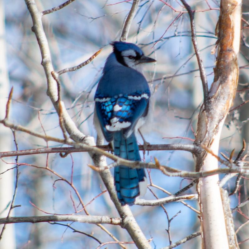 Blue Jay Nesting Habits