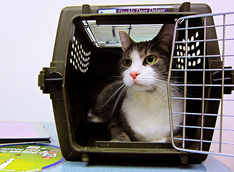 Forcing Them Into A Carrier