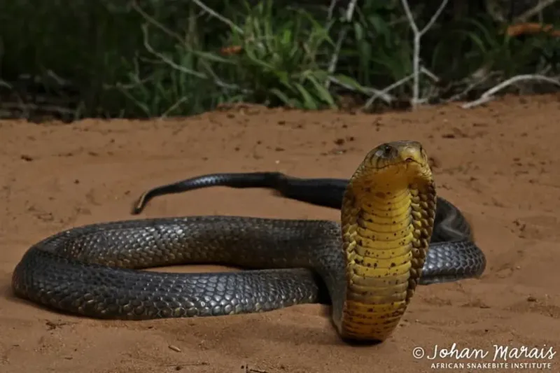 Forest Cobra