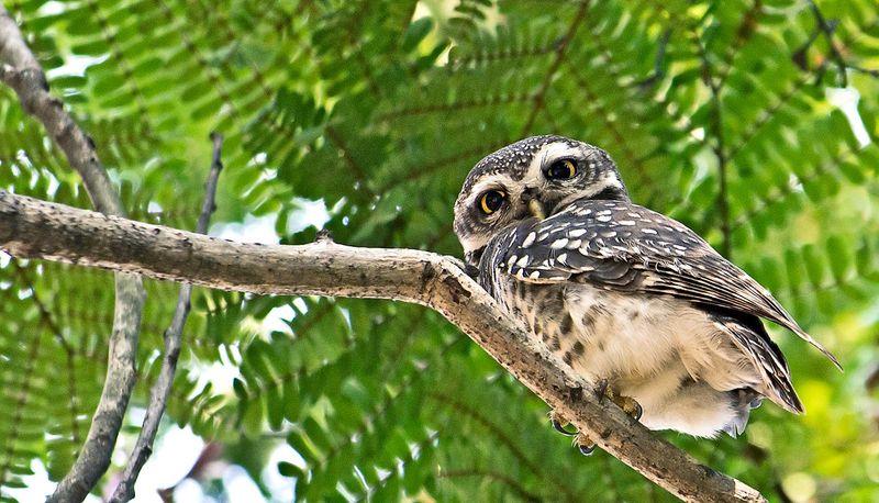 Forest Owlet