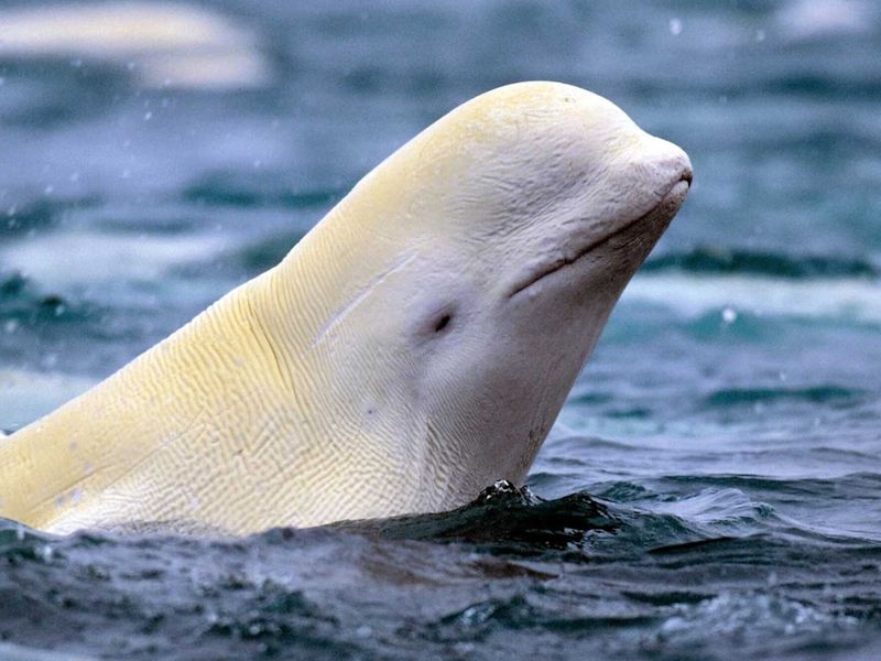 Beluga Whale