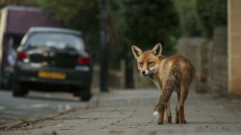 Foxes
