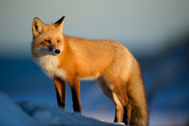 Foxes