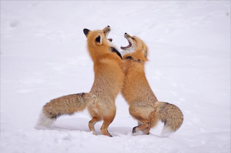 Foxes