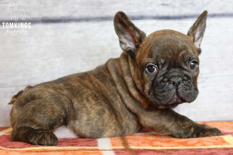 French Bulldog
