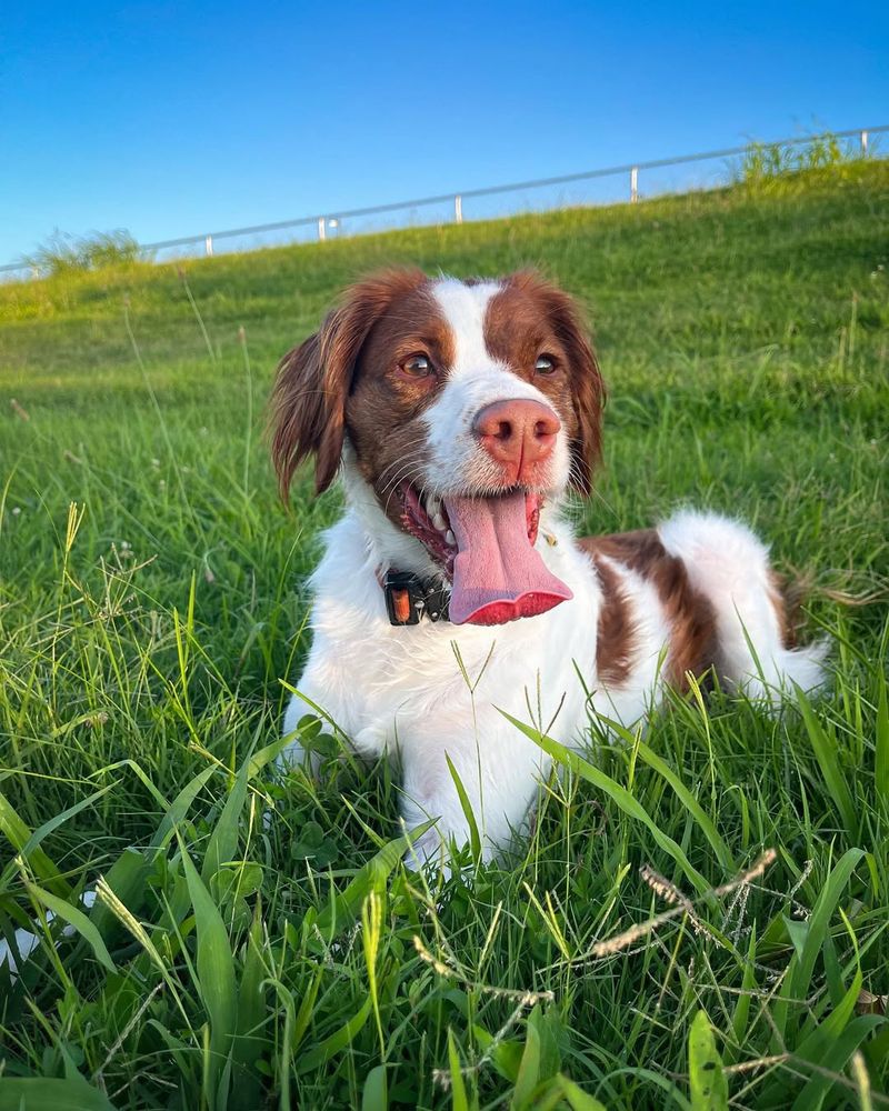 Brittany Spaniel