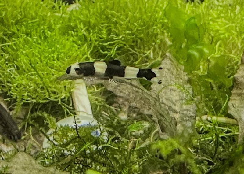 Panda Loach