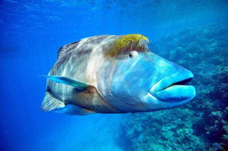 Freshwater Napoleon Wrasse