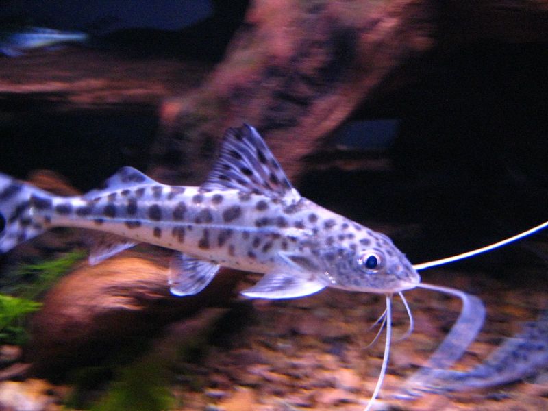 Freshwater Polka Dot Catfish