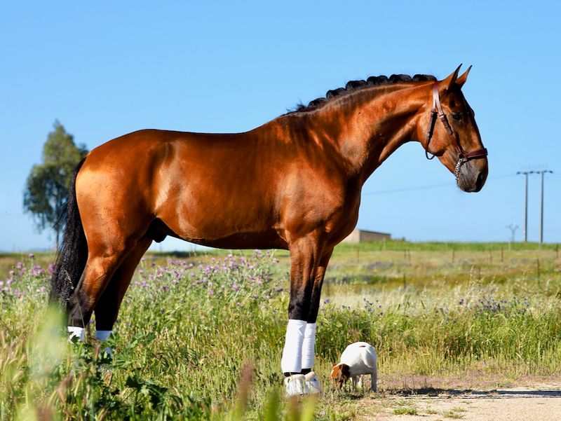 Lusitano