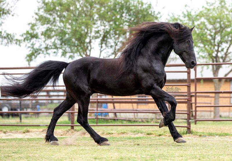 Friesian ($5,000 – $100,000)