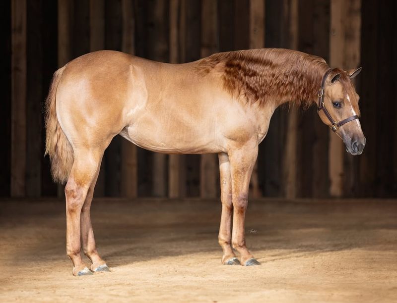 Quarter Horse - The All-American