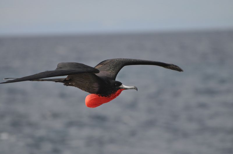 Frigatebird