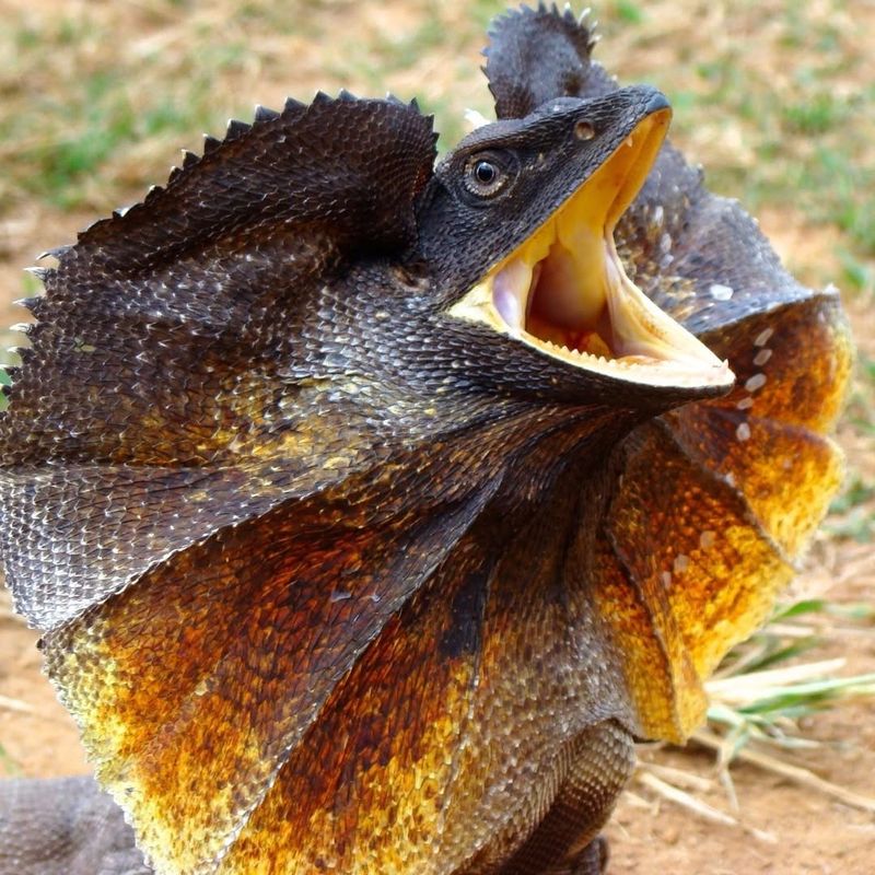 Frill-Necked Lizard