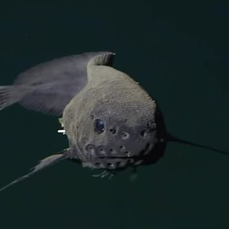 Fangtooth Fish