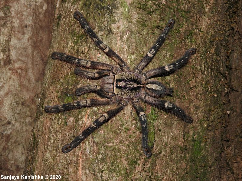 Fringed Ornamental Tarantula