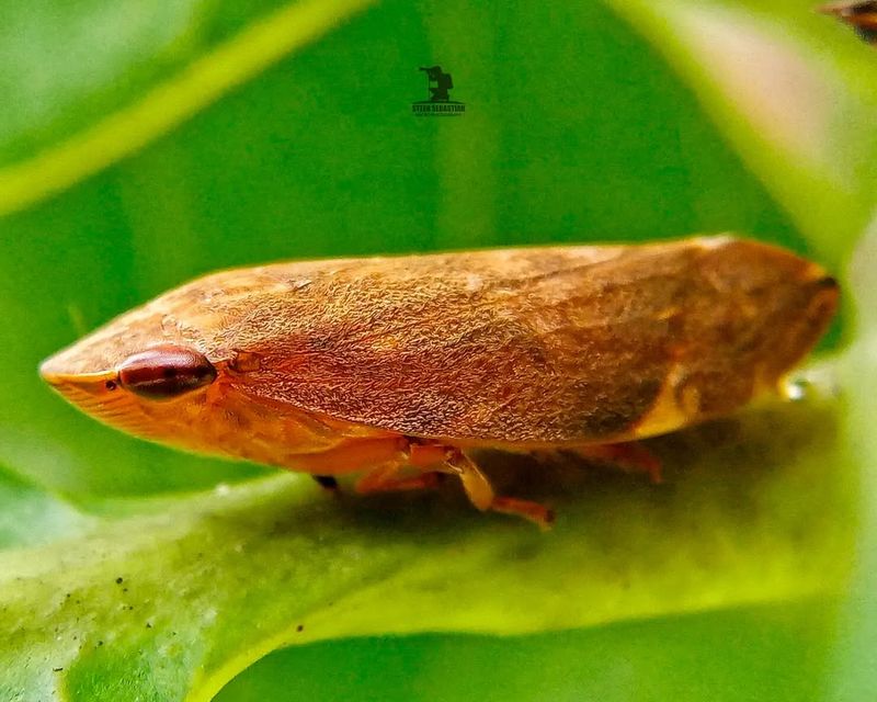 Froghopper