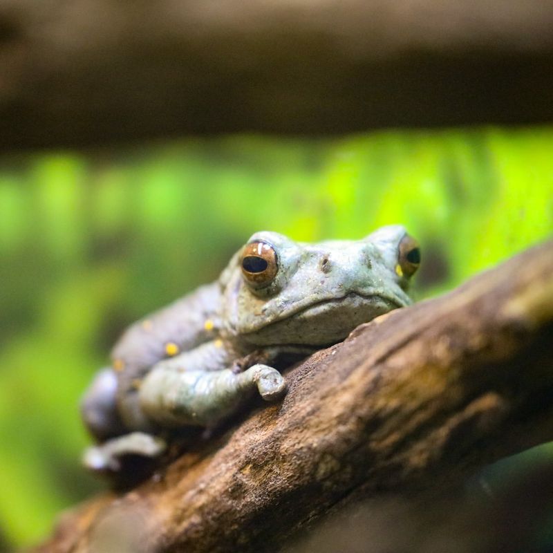 Frogs And Toads