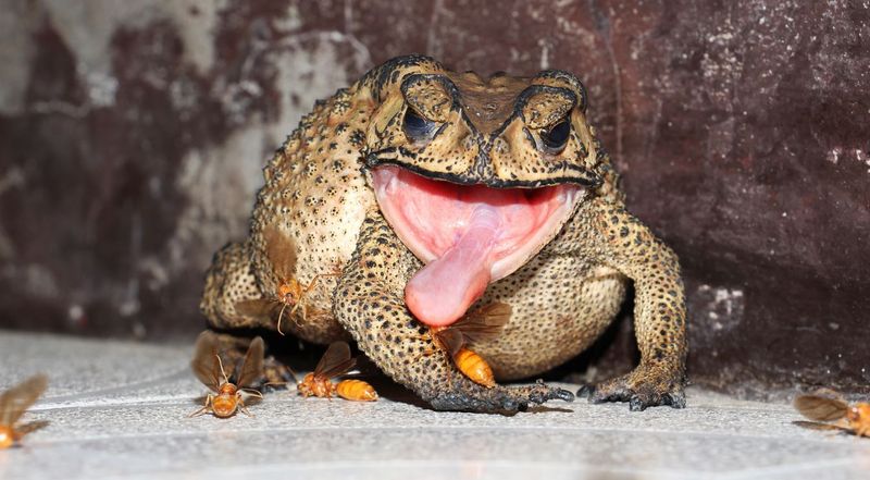 Frogs And Toads